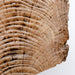 Elm Decor -03