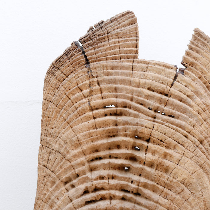 Elm Decor -04